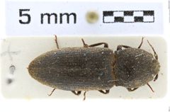 Foto (Dorsalansicht) von Agrypnus lapideus (NHMW-ZOO-COL-0008118)
